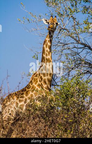 Giraffe (Giraffa), Parco Nazionale Kruger, Sudafrica Foto Stock