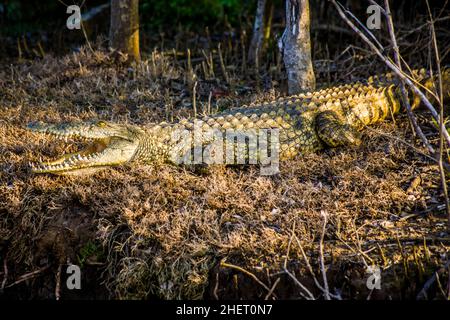 Coccodrillo nella foresta di mangrovie, Lago di Santa Lucia, iSimangaliso Wetland Park, Sudafrica Foto Stock