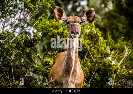 Kudu (Strepsiceros), Parco Nazionale degli Elefanti di Addo con oltre 600 elefanti, Sudafrica Foto Stock