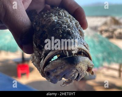 Pesce Curvina, branzino fritto in un ristorante di pesce e frutti di mare sulla spiaggia di Kino Bay, sonora. (Foto di Luis Gutierrez / NortePhoto) Pescado curvina, corvina frita en restaurante de pescados y mariscos en la baia di playa Kino, sonora. (Foto di Luis Gutierrez / NortePhoto) Foto Stock