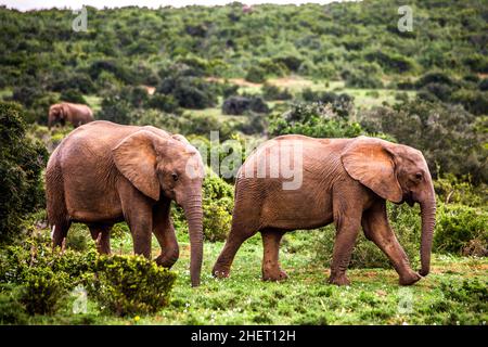 Elefanti africani (Loxodonta africana), Parco Nazionale degli Elefanti di Addo, Sudafrica Foto Stock
