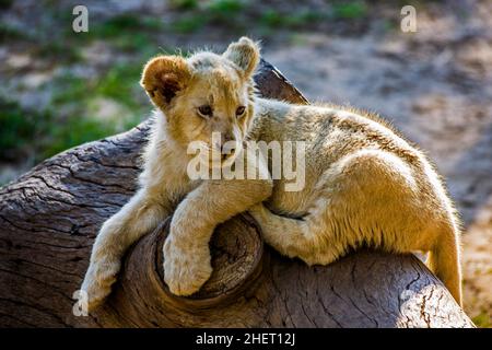 Giovane leone bianco (Panthera leo), Cango Wildlife Ranch, Oudtshoorn, Sudafrica Foto Stock