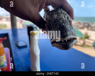 Pesce Curvina, branzino fritto in un ristorante di pesce e frutti di mare sulla spiaggia di Kino Bay, sonora. (Foto di Luis Gutierrez / NortePhoto) Pescado curvina, corvina frita en restaurante de pescados y mariscos en la baia di playa Kino, sonora. (Foto di Luis Gutierrez / NortePhoto) Foto Stock