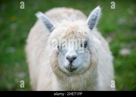 Il cammello bianco Alpaca si presenta nella fotocamera con uno sfondo verde Foto Stock