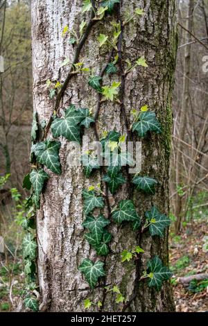 ivy, una pianta di arrampicata per eccellenza, molto resistente con numerose varietà di foglie verdi, con toni bianchi, crema e giallo. arrampicata sul tronco di Foto Stock