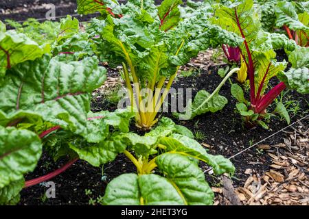 Rainbow Chard, che cresce in una fattoria urbana Foto Stock