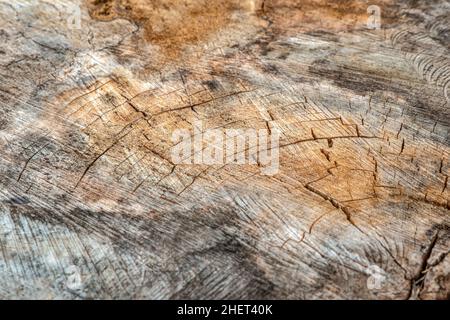 La superficie del legno è incrinato e ammuffito. Trama di un vecchio ceppo di albero con crepe profonde e nodi close-up Foto Stock