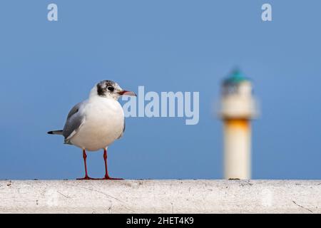 Gabbiano a testa nera (Chromicocephalus ridibundus / Larus ridibundus) adulto in inverno piumage arroccato su ringhiera di legno del molo lungo la costa del Mare del Nord Foto Stock