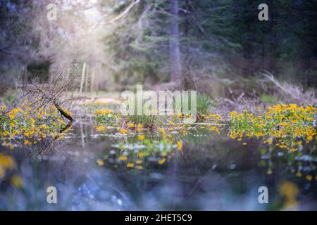 palude nella foresta con sole e fiori marsh marigold Foto Stock