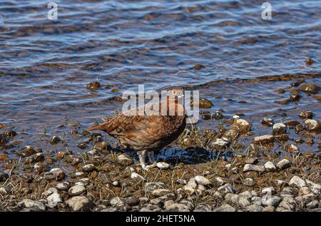 Il gallo rosso si abbassa per bere da un loch delle Highland durante un periodo caldo di tempo. Foto Stock