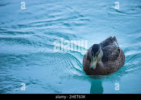 anatra femmina che nuota sulle acque blu del fiume in austria Foto Stock