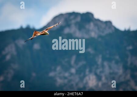 maestoso uccello di aquilone rosso che vola sulle montagne dell'austria Foto Stock