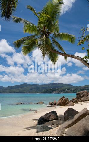 Piccola spiaggia con palme Anse a la Mouche costa occidentale Mahe Seychelles Foto Stock