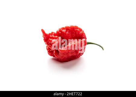 Carolina Reaper, il peperoncino rosso più caldo del mondo, isolato su sfondo bianco. Cultivar della pianta del chinense di Capsicum Foto Stock