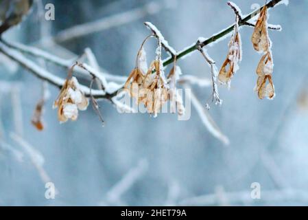 Albero ramo frassino albero in inverno su uno sfondo blu sfocato. Giorno gelido, ramo con semi alati asciutti frassino-albero. Fraxino. Famiglia oleaceae. Foto Stock