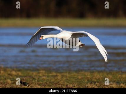 Un grande Mute Swan che entra in terra a Gloucestershire Regno Unito Foto Stock