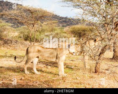 Leoni in safari Foto Stock