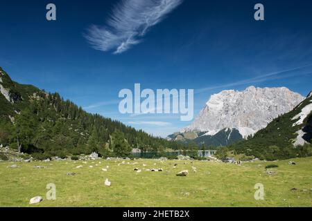 pecore al prato di montagna con lago seebensee in tirolo Foto Stock