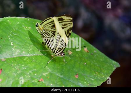 Bellezza del Dirce, mosaico o mosaico di zebra, Copobura dirce, Museo-Parco la Venta, sito archeologico precolombiano, Villahermosa, stato di Tabasco, Messico Foto Stock