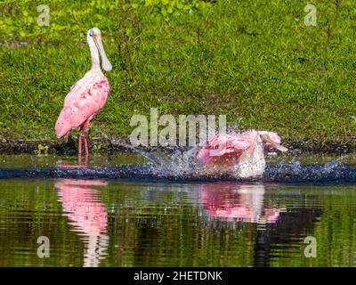 Roseate Spoonbill nel fiume Myakka nel Myakka River state Park a Sarasota Florida USA Foto Stock