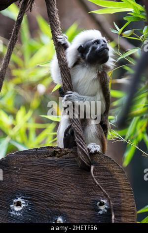 Una scimmia Tamarin con top in cotone si siede sul legno tenendo la corda Foto Stock