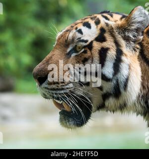 vista della testa della tigre dal lato con bocca aperta Foto Stock