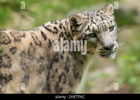 Ritratto di neve asiatica in pericolo di estinzione leopard Panthera uncia gatto Foto Stock