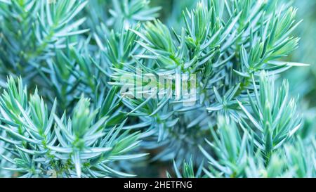 Juniper ruota la macro fotografia "Blue Star". Primo piano degli aghi sui ginepri con spazio di copia. Fondo vegetativo blu-verde con conifere t Foto Stock