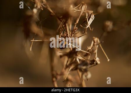 LADY BUG Foto Stock