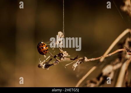 LADY BUG Foto Stock