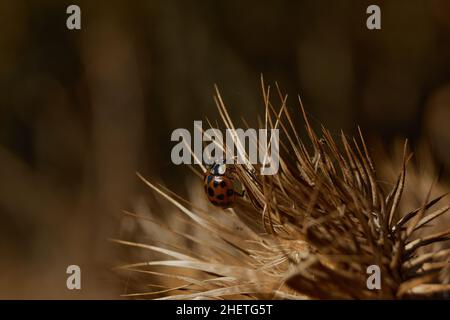 LADY BUG Foto Stock