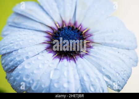 vista dall'alto del fiore a margherita di cape rain con gocce d'acqua sui petali Foto Stock