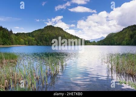 lago di alatsee in baviera germania con canne e cielo blu e acqua Foto Stock