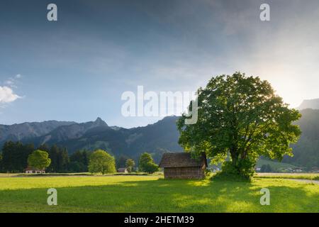 retro luce di sole con albero di tiglio e capanna al prato tirolese alp Foto Stock