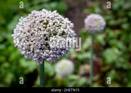 I porri cresciuti per i loro semi, producono bei fiori sferici di mauve, che sono attraenti alle api. Si desidera anche cospargere attraverso insalate Foto Stock