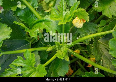 Zucchine, o zucchine coltivate organicamente, fiori e frutta prolificamente, fornendo un approvvigionamento costante di verdure estive. Un giardino di casa in Nuova Zelanda Foto Stock