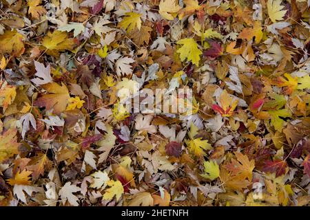 Foglie d'acero d'argento (Acer saccharinum) in autunno. Foto Stock