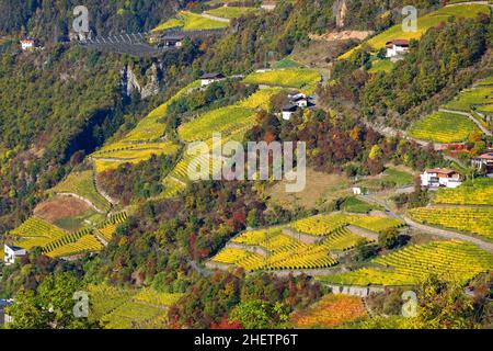 Veduta aerea dei vigneti del Passo del Brennero, Italia, Europa Foto Stock