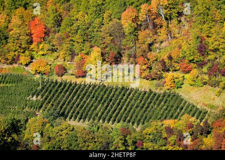 Veduta aerea dei vigneti del Passo del Brennero, Italia, Europa Foto Stock