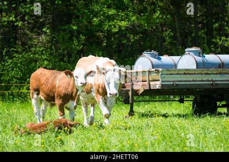 famiglia di mucche nel prato vicino al serbatoio di bere Foto Stock