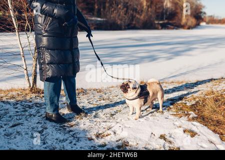 Donna che cammina cane pug nel parco nevoso invernale da lago ghiacciato tenendo guinzaglio. Imbracatura da indossare per cuccioli. Accessori per animali Foto Stock