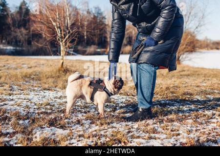 Donna che cammina cane pug nel parco nevoso invernale da lago ghiacciato tenendo guinzaglio. Imbracatura da indossare per cuccioli. Accessori per animali Foto Stock