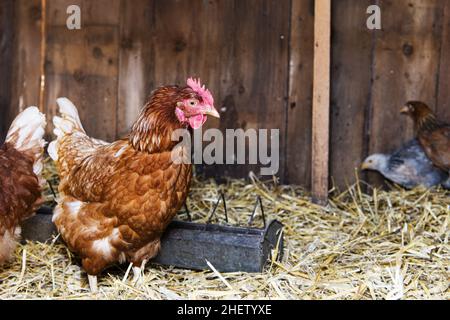 bel pollo di gallina con corona rossa seduta in fieno e muro di legno Foto Stock