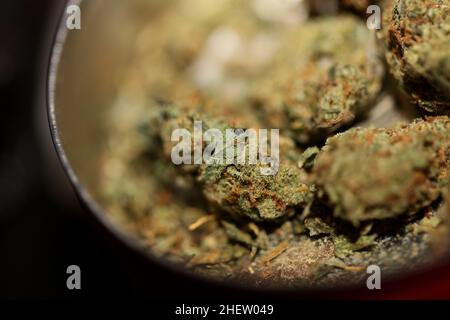 Cannabis sativa marihuana germogli super limone haze famiglia cannabaceae primo piano sfondo moderno di alta qualità grande stampa formato Foto Stock