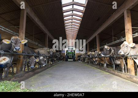 il trattore passa fienile per alimentare diverse mucche da latte in fattoria Foto Stock