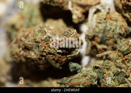 Cannabis sativa marihuana germogli super limone haze famiglia cannabaceae primo piano sfondo moderno di alta qualità grande stampa formato Foto Stock