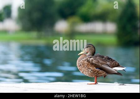 l'anatra in attesa è in piedi sulla base di fronte al lago con bel bokeh Foto Stock