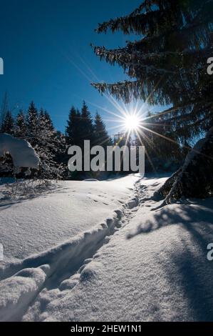 paesaggio invernale meraviglioso e sognante con molta neve, alberi, sole e cielo blu Foto Stock