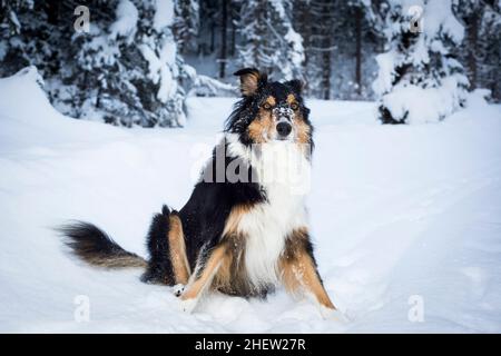 giocoso bordo collie husky crossbreed cane si siede nella neve in inverno Foto Stock