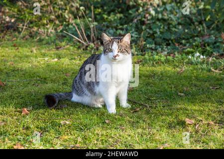 carino gatto giovane al verde gode il giardino Foto Stock